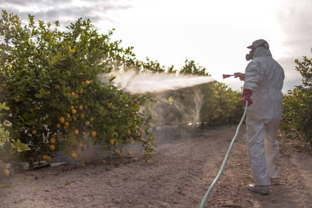 Best Ant Control Services  in Tysons, VA