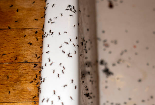 Best Local Pest Control Services  in Tysons, VA