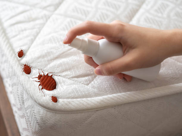 Best Pest Control for Homes  in Tysons, VA
