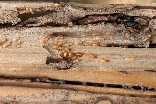 Best Bed Bug Extermination  in Tysons, VA
