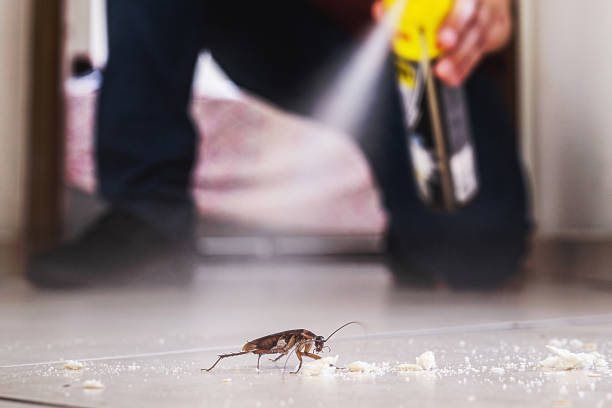 Reliable Tysons, VA Pest Control Solutions
